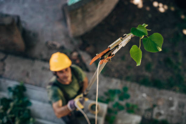 Best Seasonal Cleanup (Spring/Fall)  in Plymouth, CA